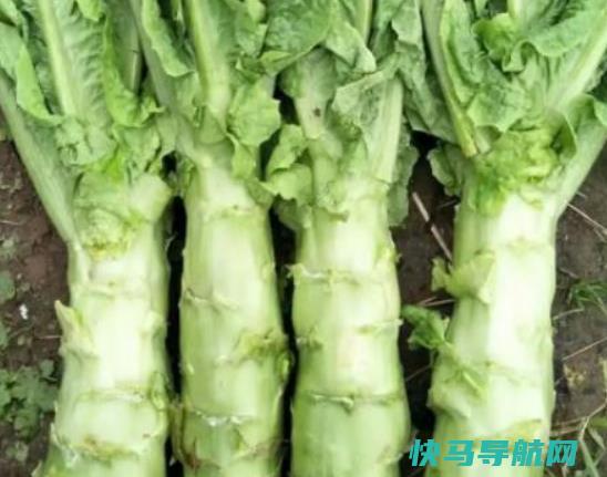 莴笋炒好放3小时后再吃可以吗？莴笋叶可以做什么菜？